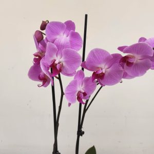 Phalaenopsis - 2 Hastes