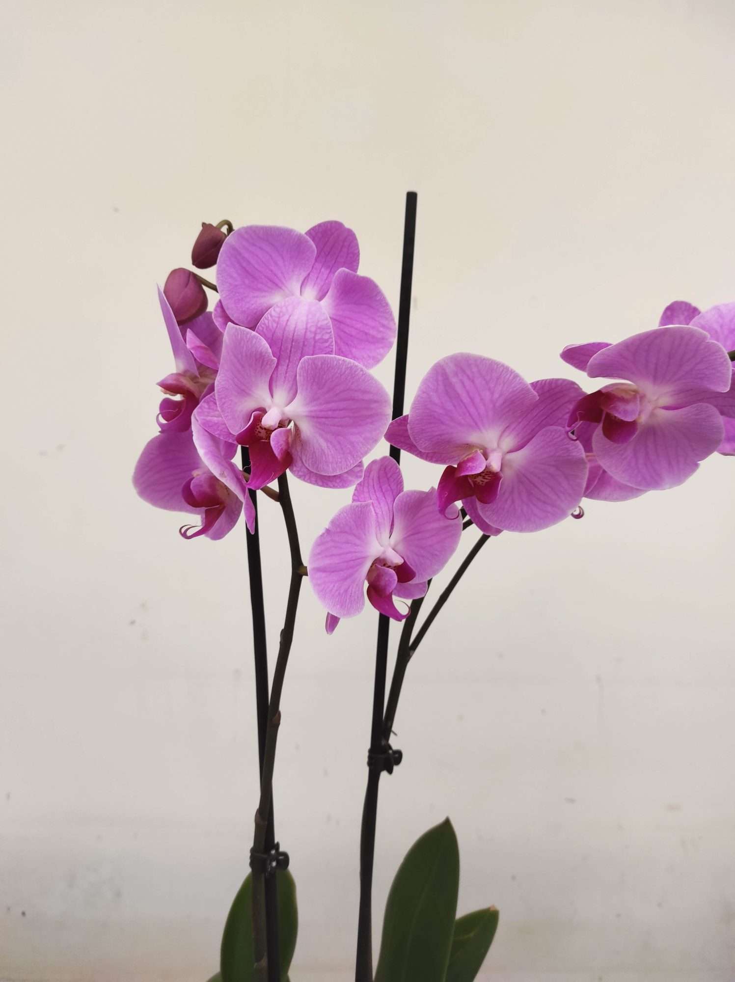 Phalaenopsis - 2 Hastes