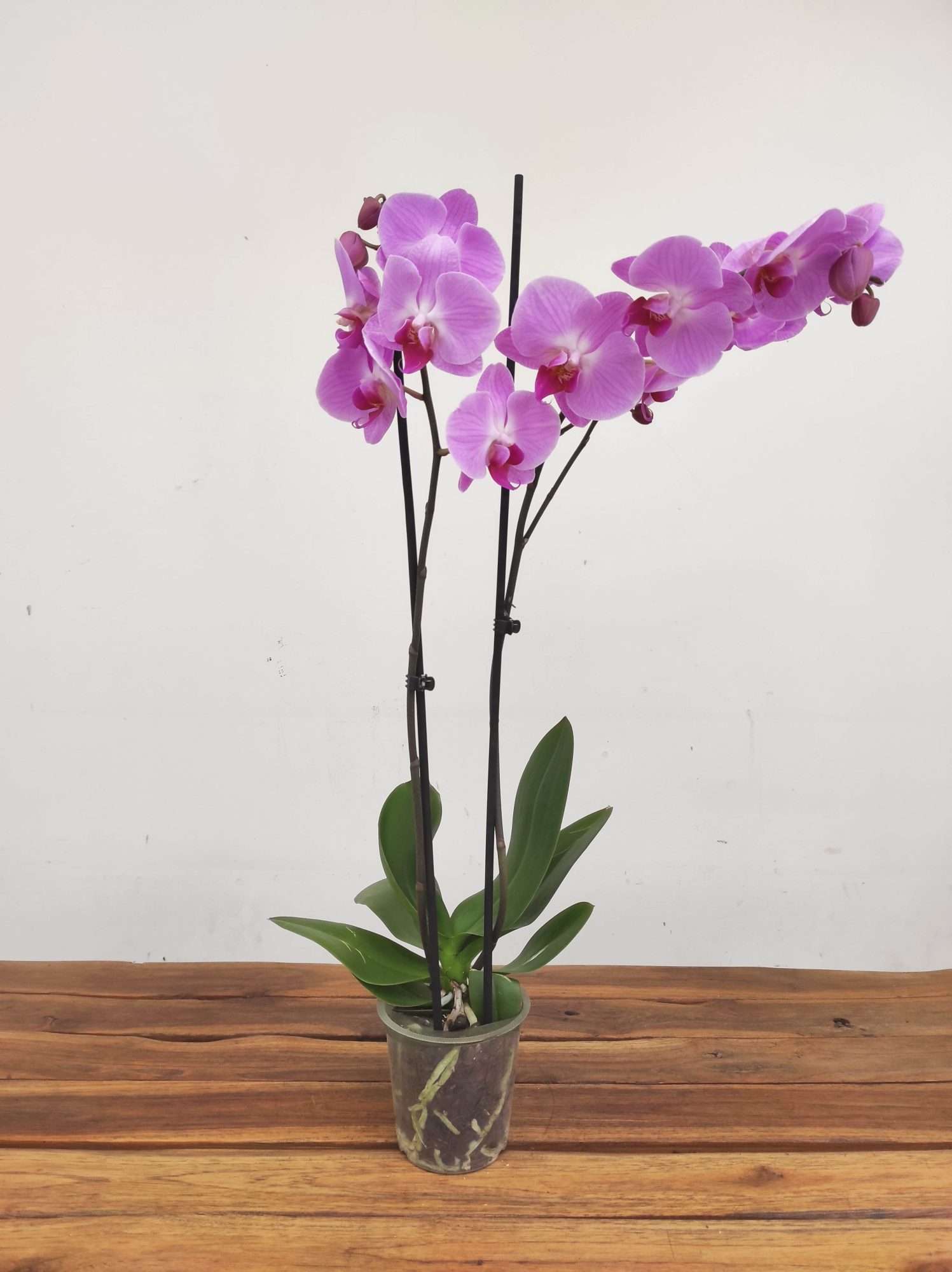 Phalaenopsis - 2 Hastes - Image 2