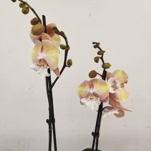 Phalaenopsis - 2 Hastes