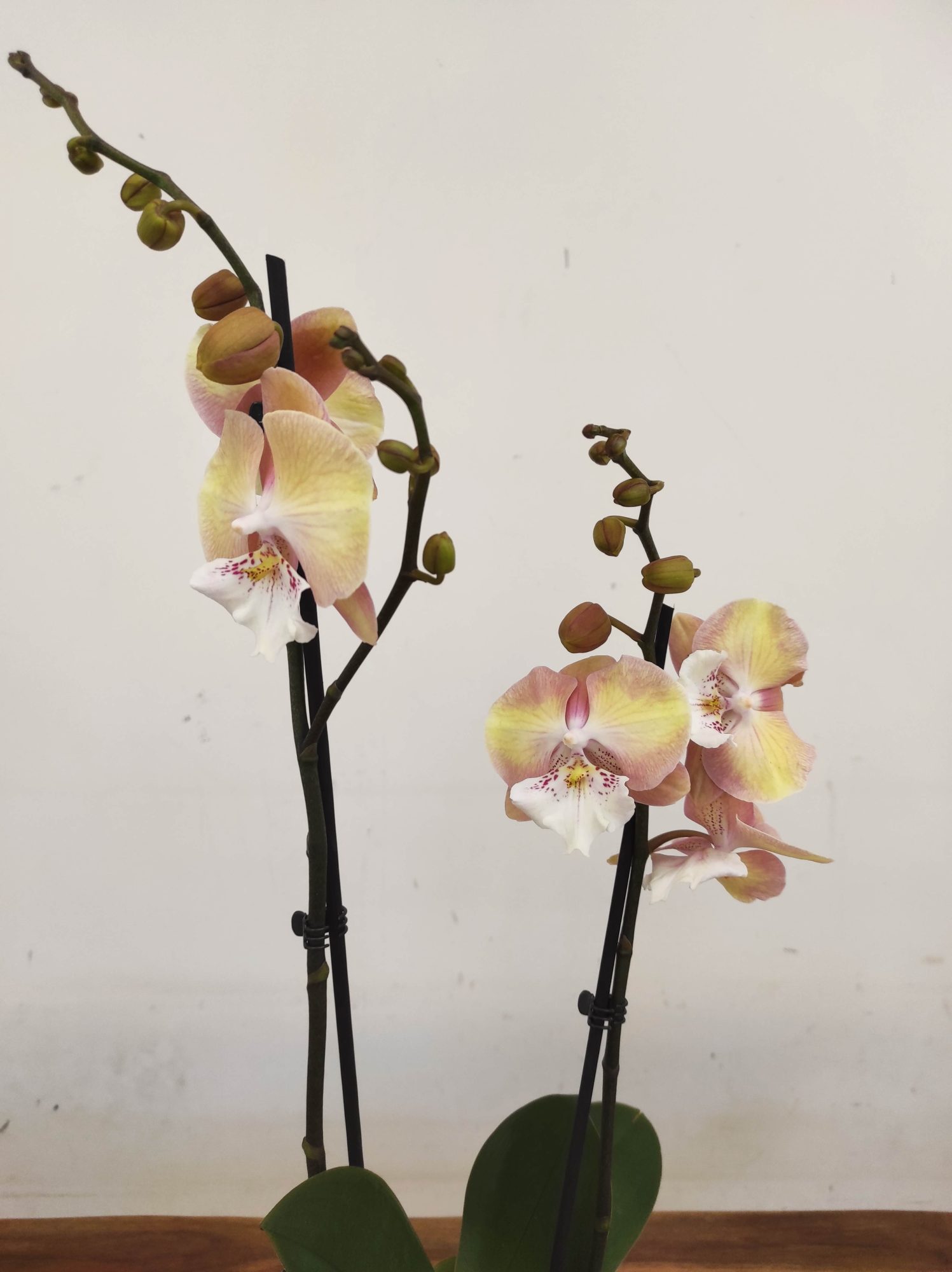Phalaenopsis - 2 Hastes
