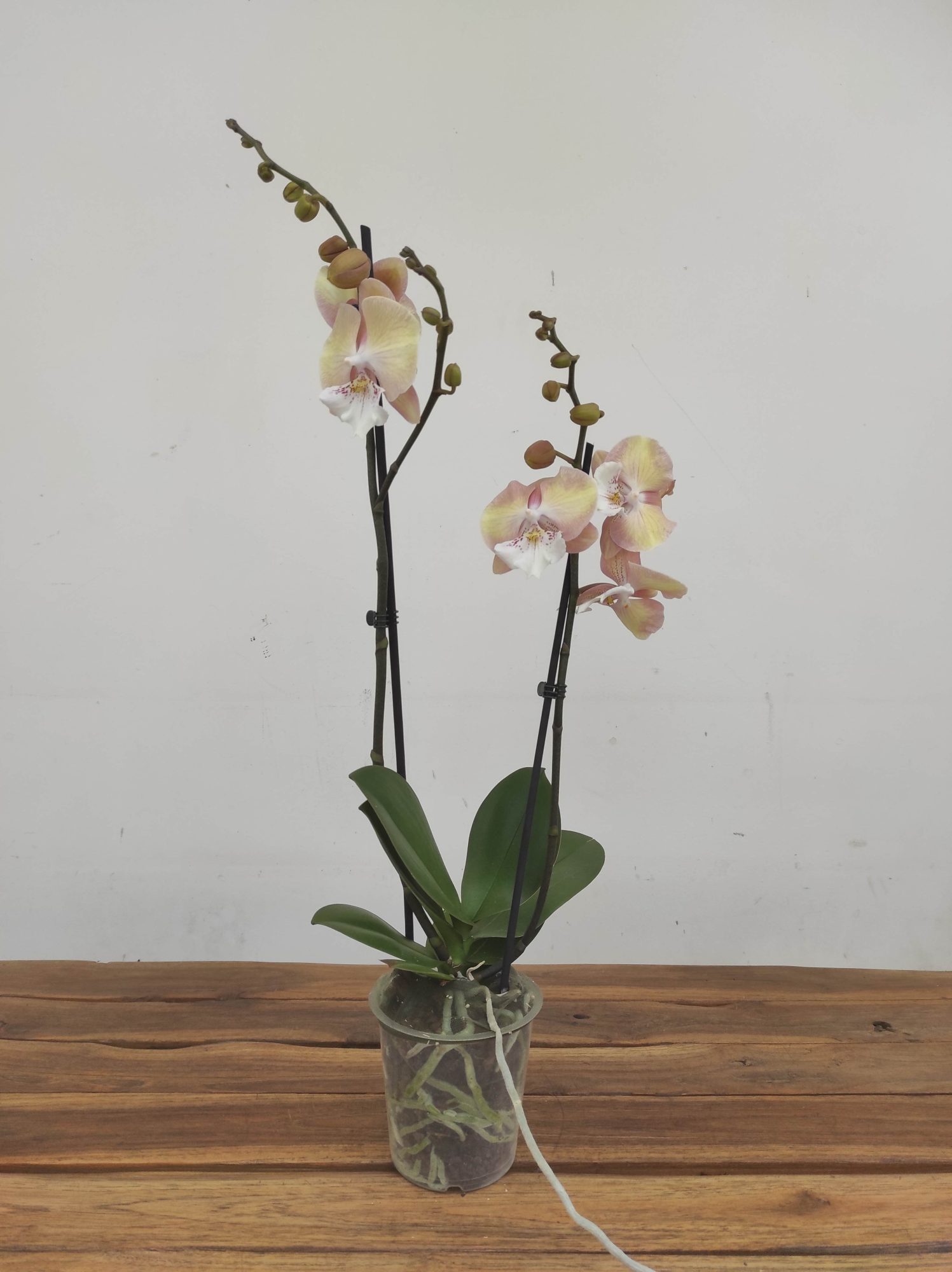 Phalaenopsis - 2 Hastes - Image 2