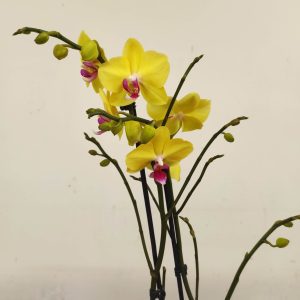 Phalaenopsis - 2 Hastes