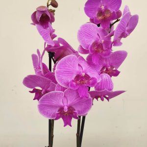 Phalaenopsis - 2 Hastes