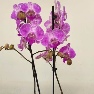 Phalaenopsis - 2 Hastes