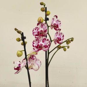 Phalaenopsis - 2 Hastes