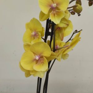 Phalaenopsis - 2 Hastes