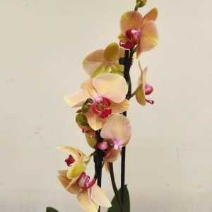 Phalaenopsis - 2 Hastes