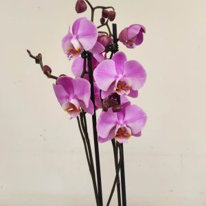 Phalaenopsis - 2 Hastes