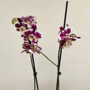 Phalaenopsis - 2 Hastes