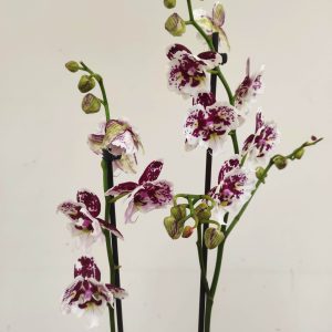 Phalaenopsis - 2 Hastes