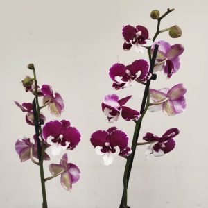 Phalaenopsis - 2 Hastes