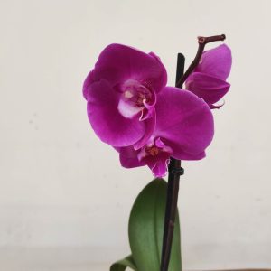 Phalaenopsis V.12