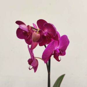 Phalaenopsis V.12