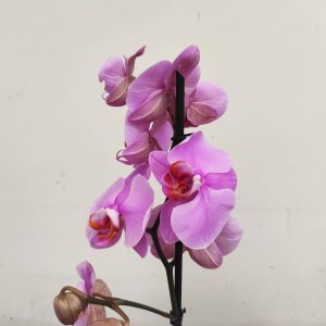 Phalaenopsis V.12