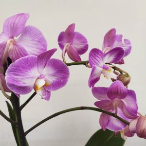 Phalaenopsis V.12