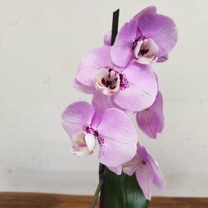 Phalaenopsis V.12