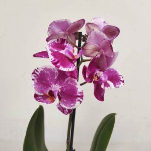 Phalaenopsis V.12