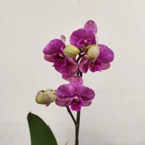 Phalaenopsis V.12