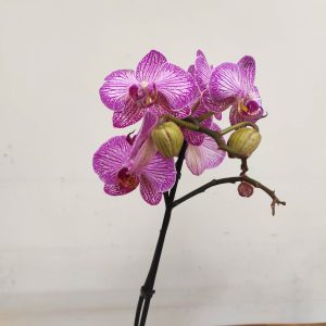 Phalaenopsis V.12