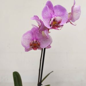 Phalaenopsis V.12