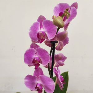 Phalaenopsis V.12