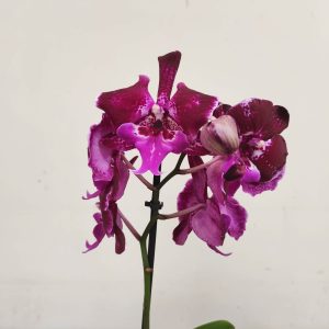 Phalaenopsis V.12