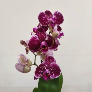 Phalaenopsis V.12