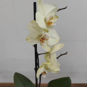 Phalaenopsis V.12