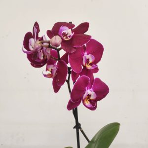 Phalaenopsis V.12