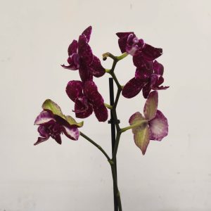 Phalaenopsis V.12