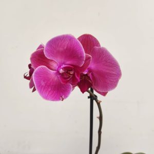 Phalaenopsis V.12