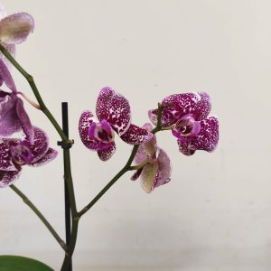 Phalaenopsis V.12