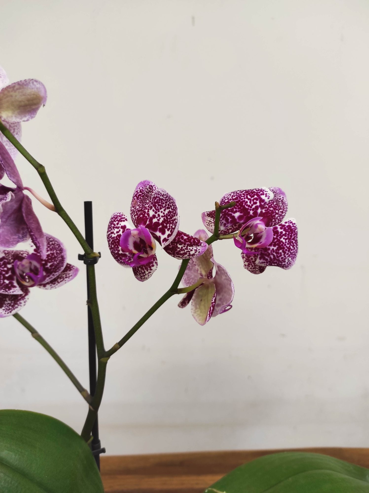 Phalaenopsis V.12