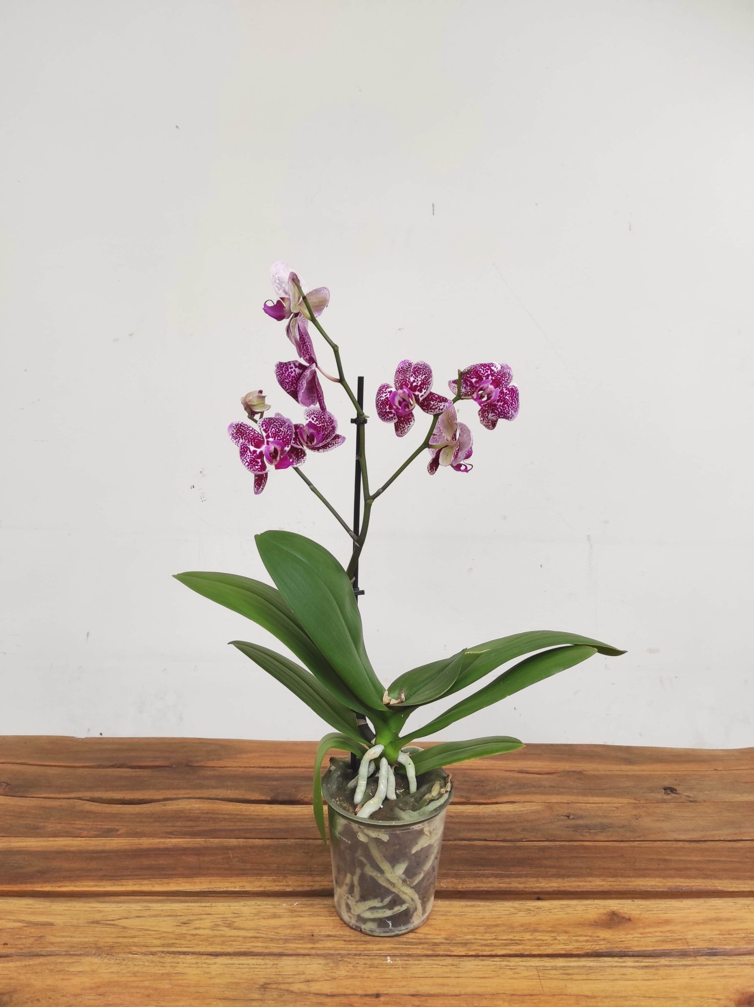 Phalaenopsis V.12 - Image 2
