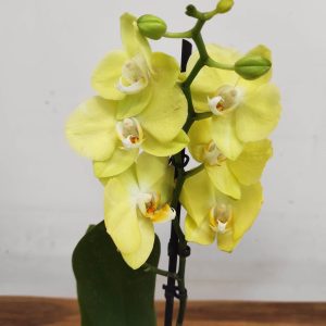 Phalaenopsis V.12