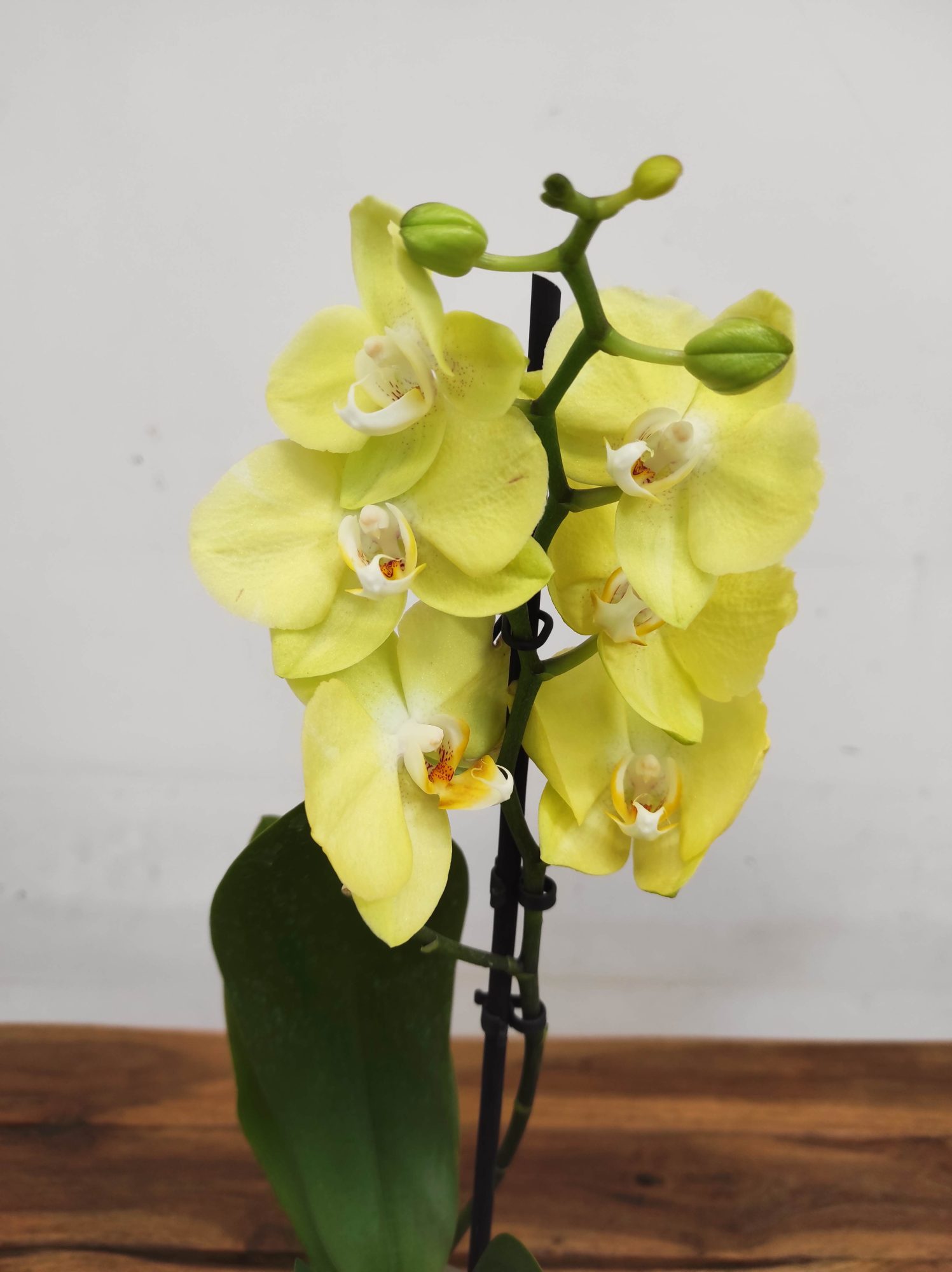 Phalaenopsis V.12