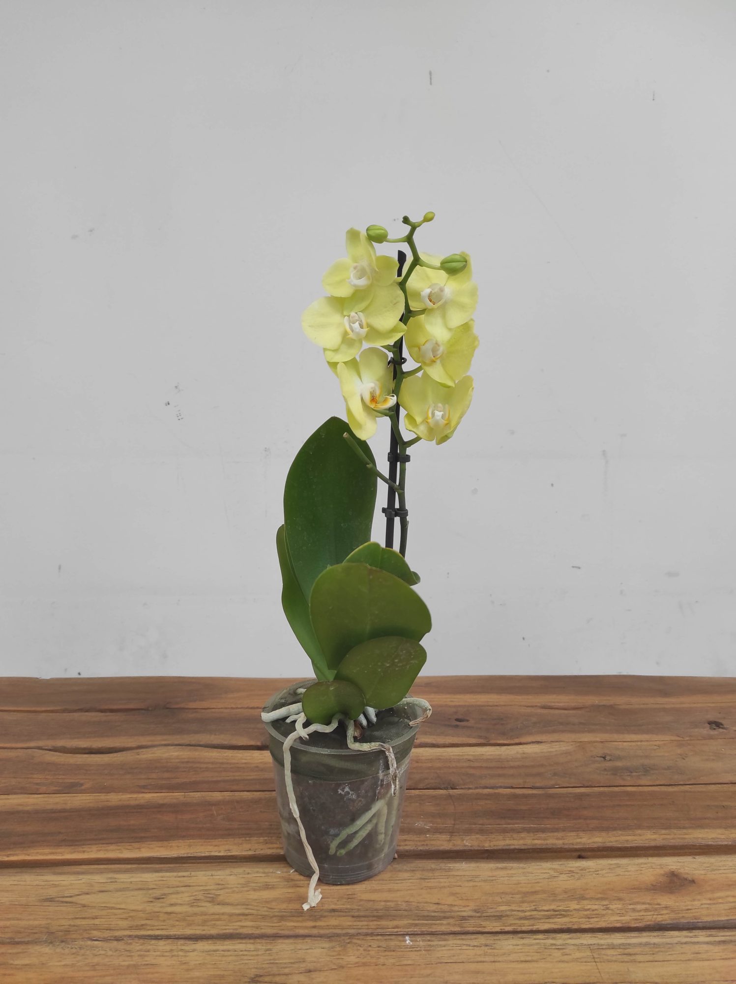 Phalaenopsis V.12 - Image 2