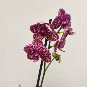 Phalaenopsis V.12