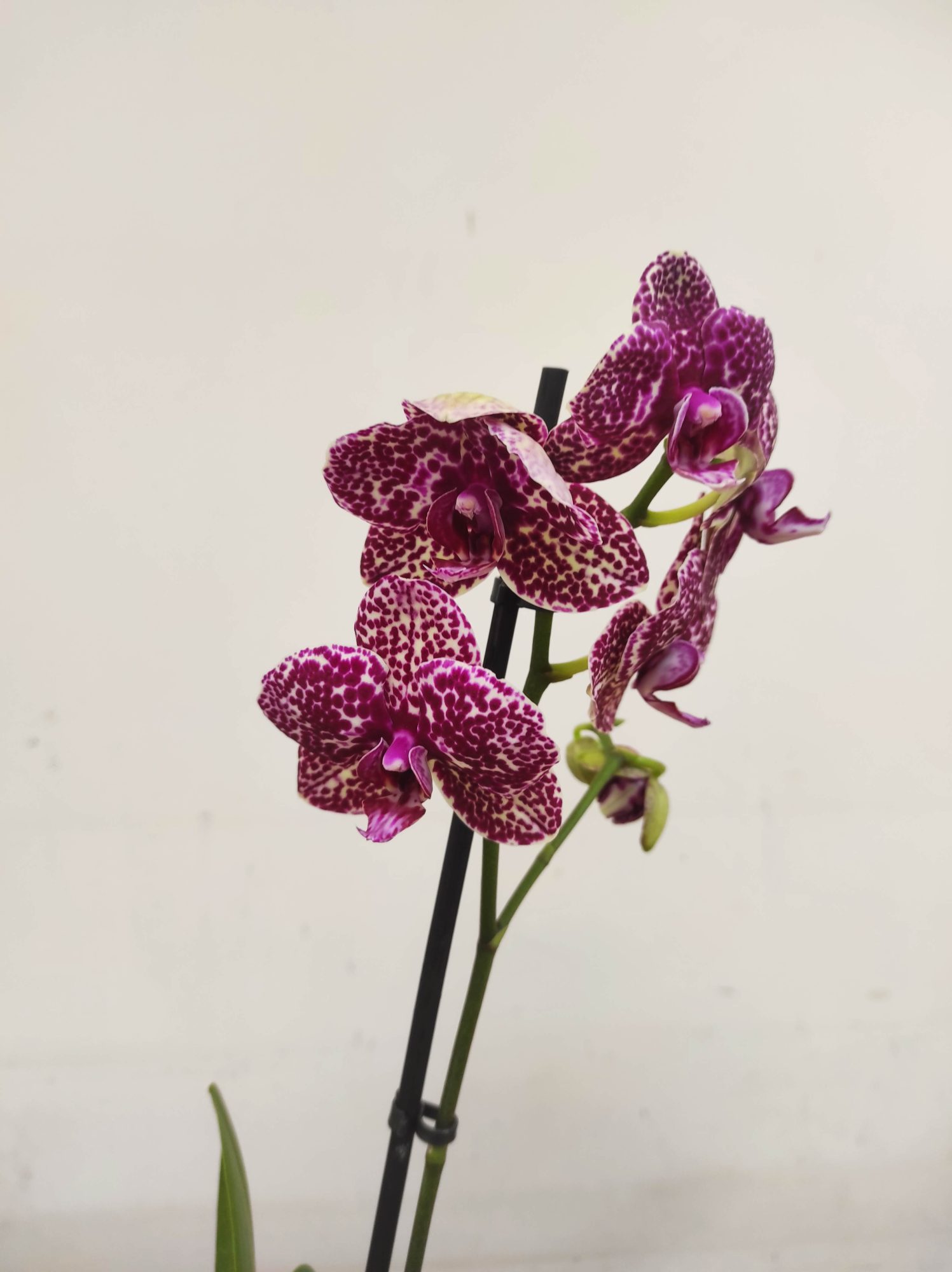 Phalaenopsis V.12