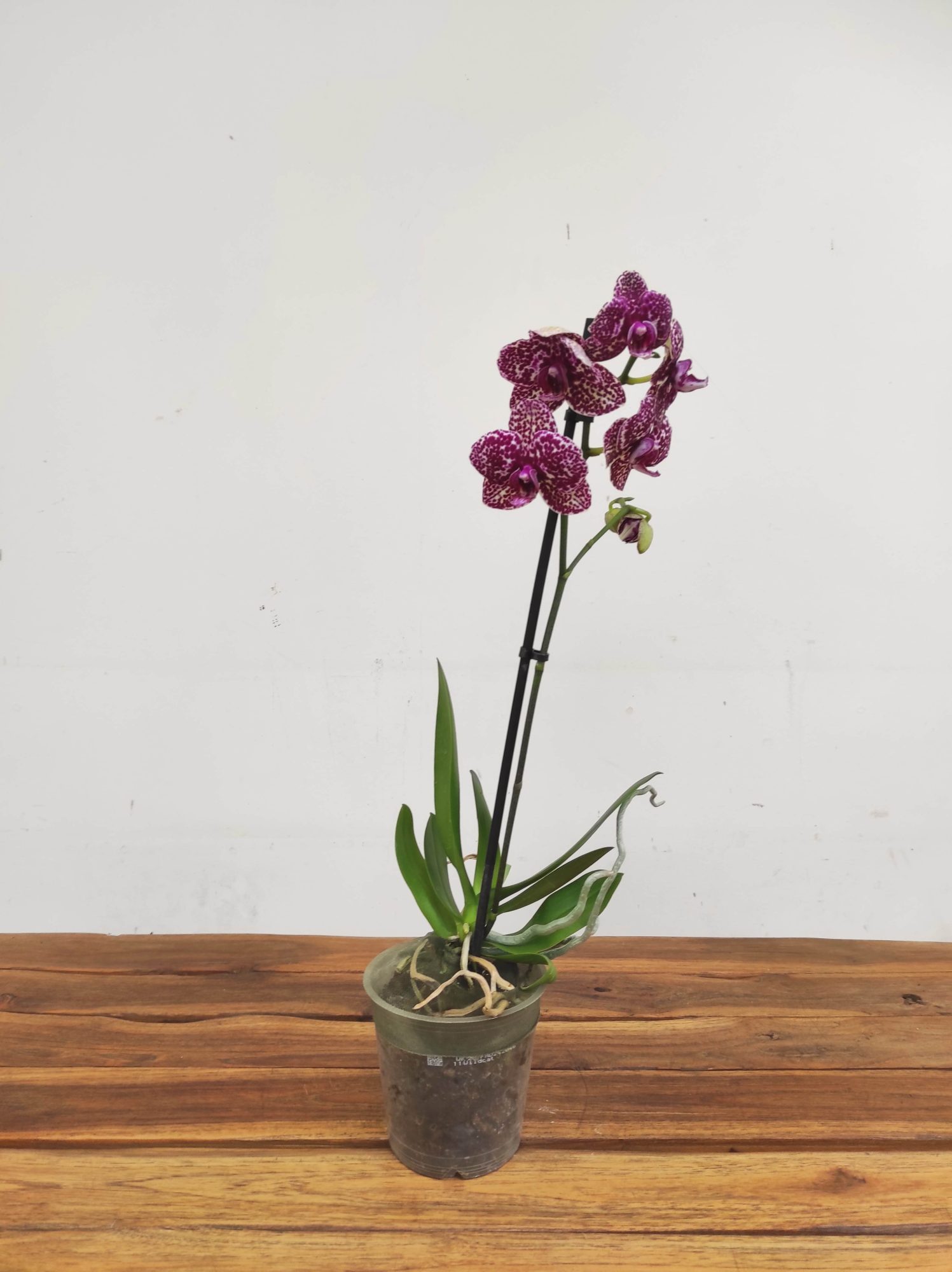 Phalaenopsis V.12 - Image 2