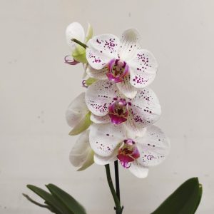 Phalaenopsis V.12