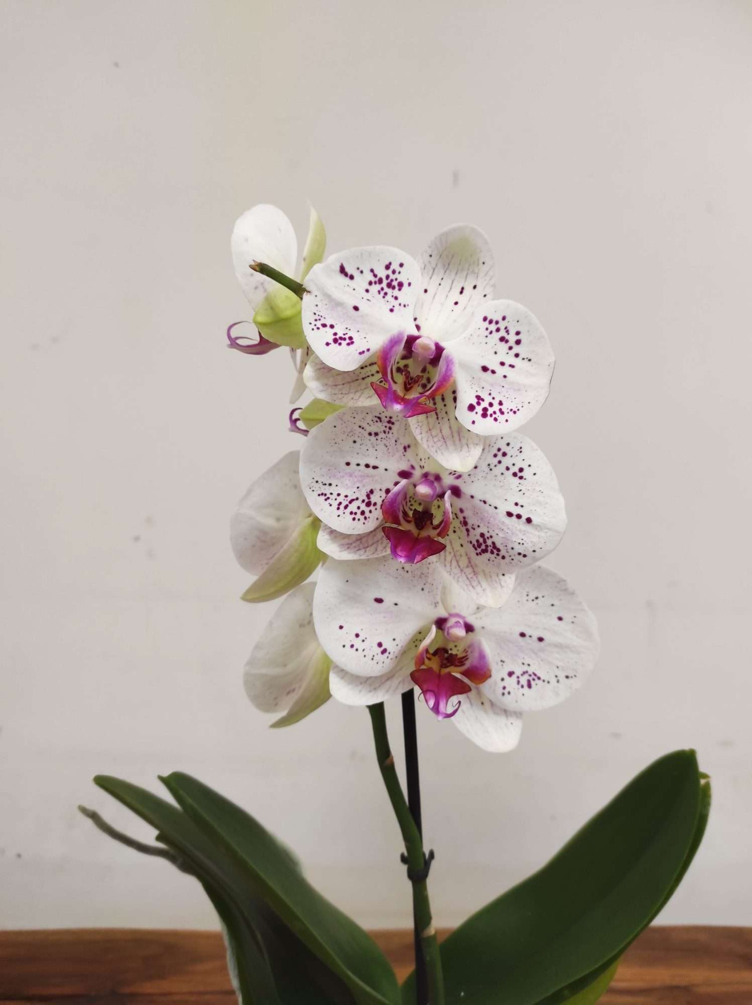 Phalaenopsis V.12