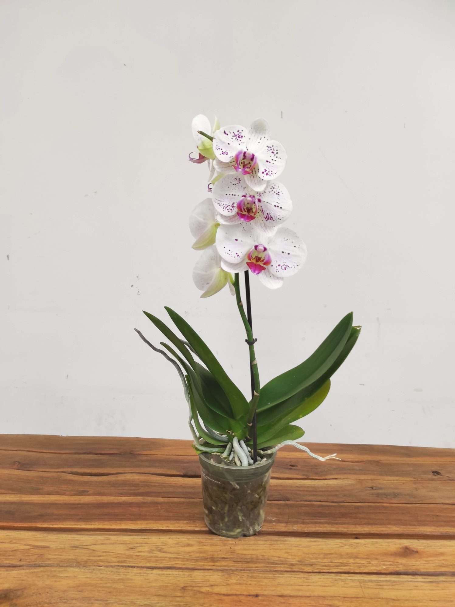 Phalaenopsis V.12 - Image 2