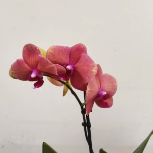 Phalaenopsis V.12