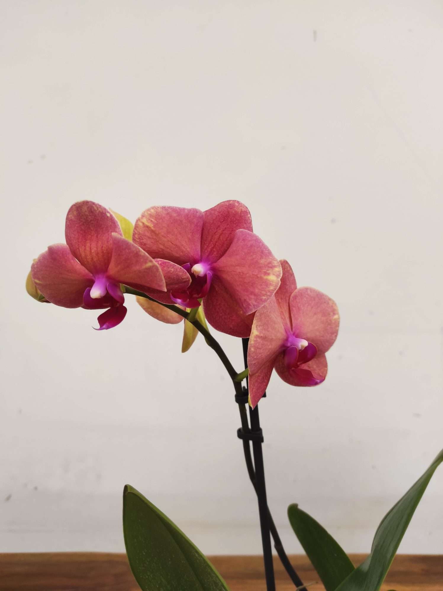 Phalaenopsis V.12