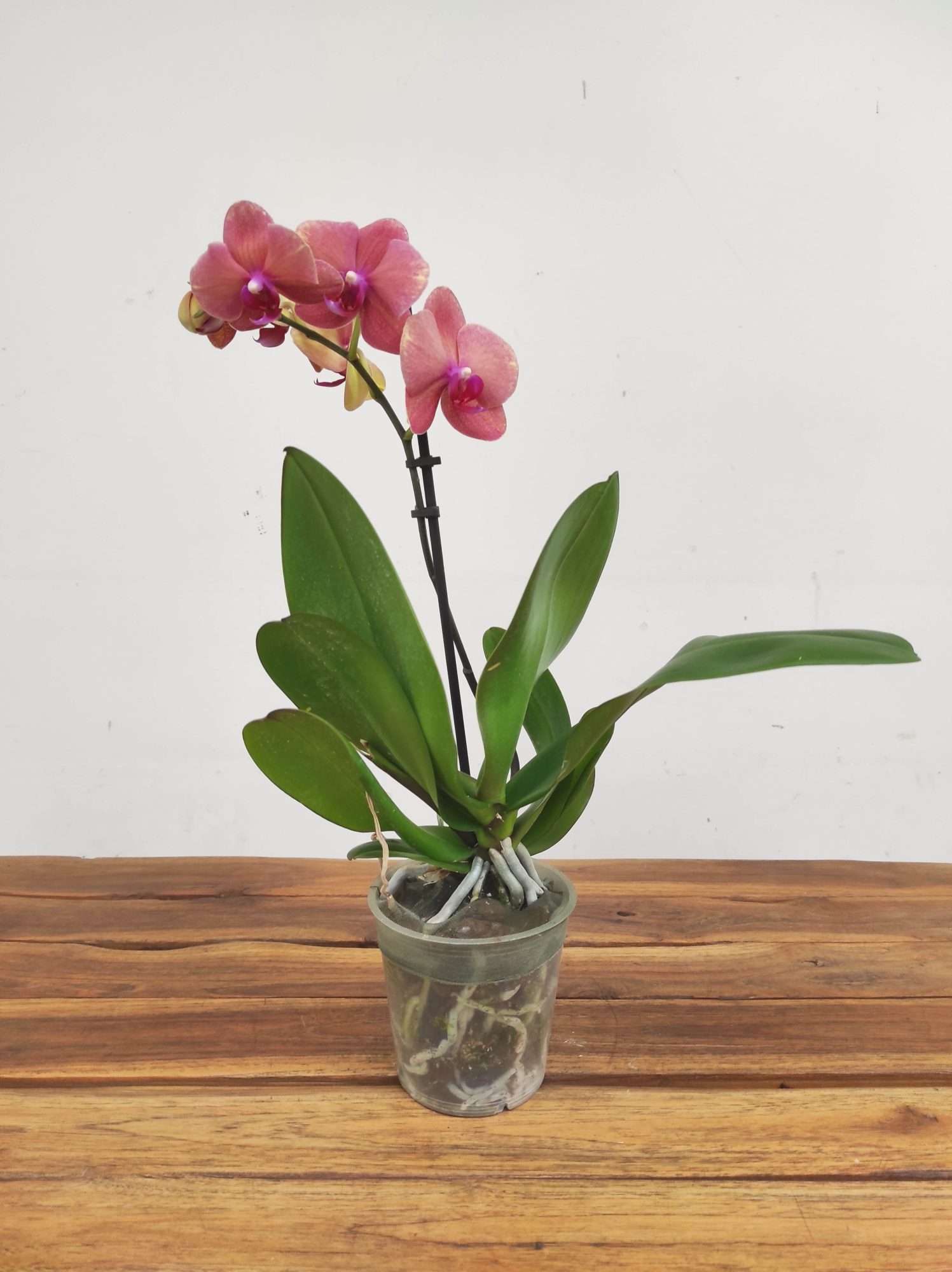 Phalaenopsis V.12 - Image 2
