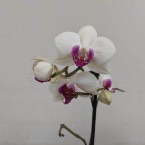 Phalaenopsis V.12