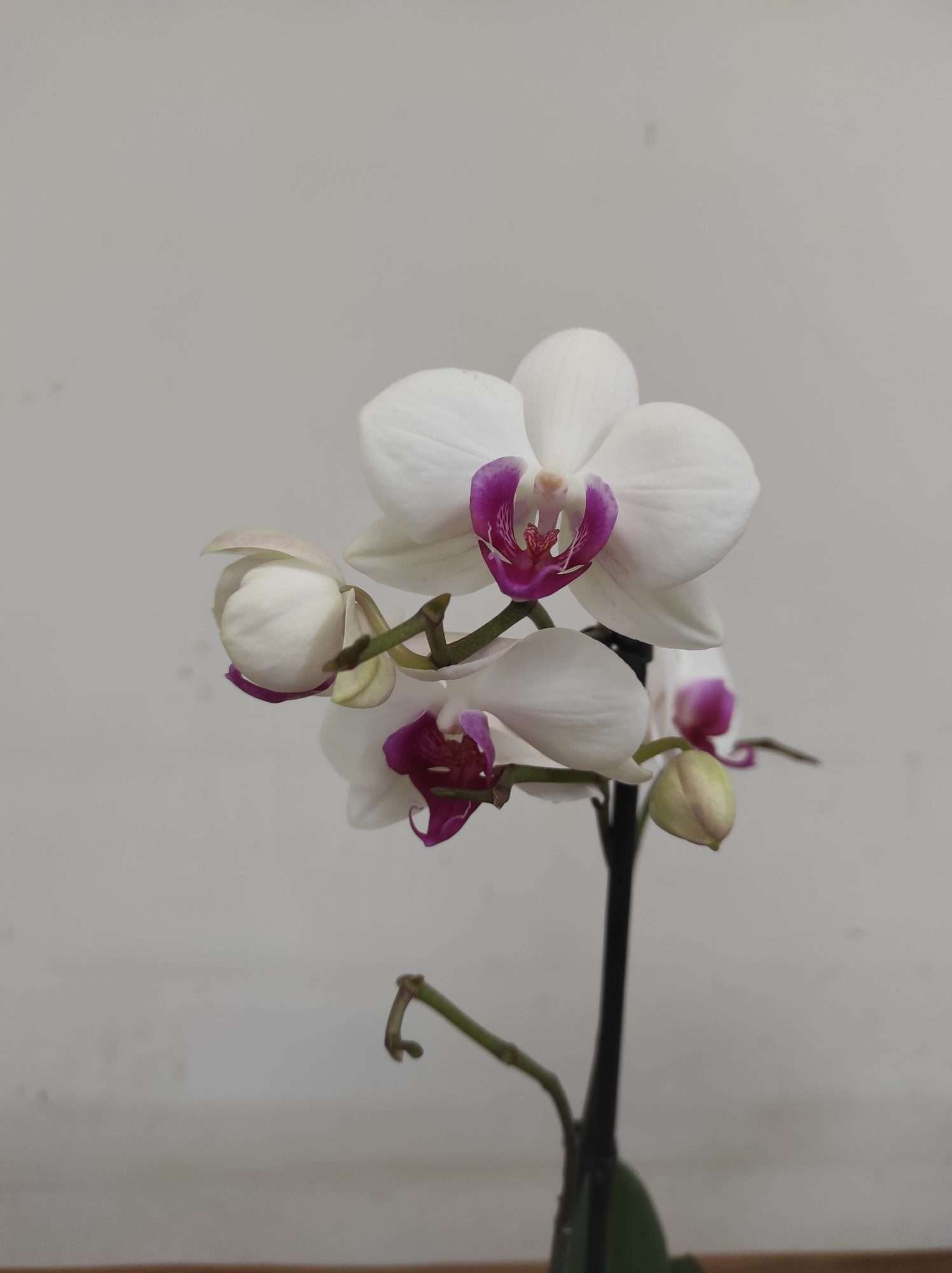 Phalaenopsis V.12