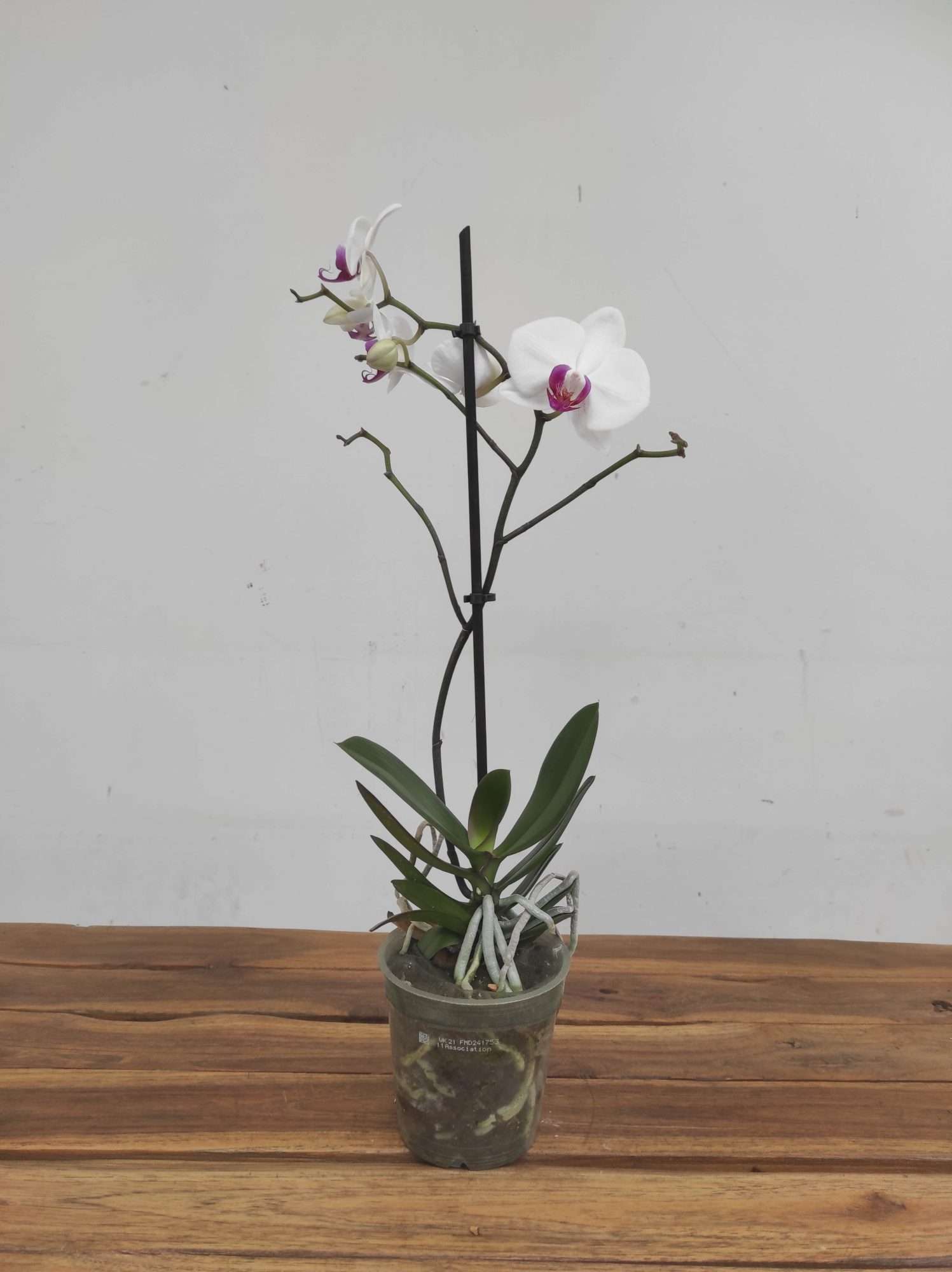 Phalaenopsis V.12 - Image 2